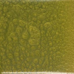 Olive Yellow